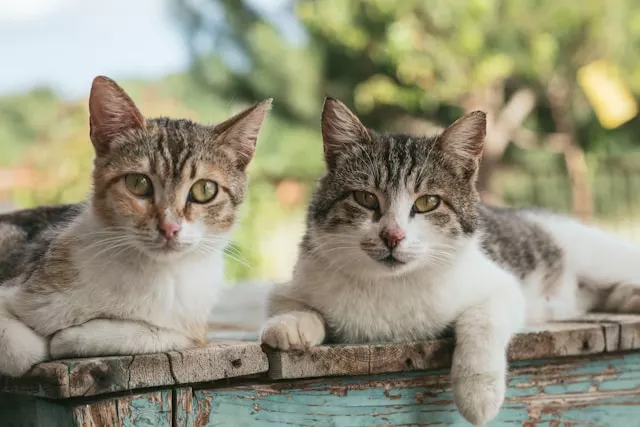 What Cats Teach Each Other Mother cat demonstrates stalking and pouncing with a toy mouse, kittens watching closely