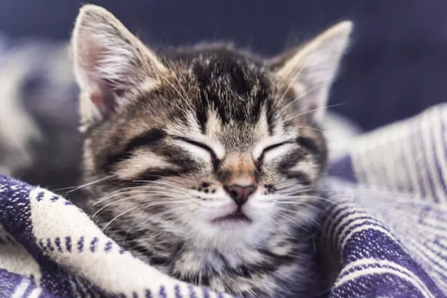 Do cats really understand why we leave? They don't know about jobs or school, but they know your routine.
