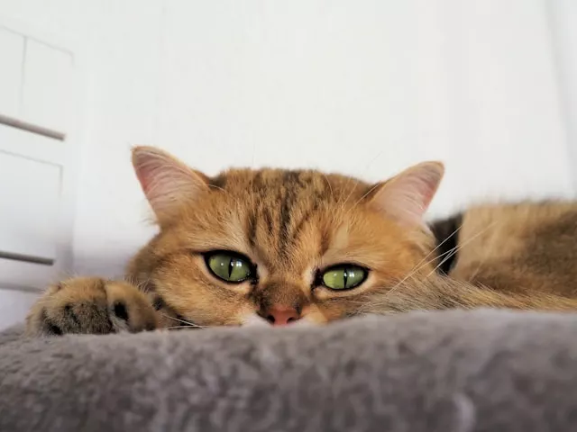 What do cats think when we're gone — cat waiting alone at home
