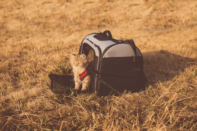A generic illustration representing cat travel, outdoor adventures, and supervised exploration for indoor cats, including preparation, safety gear, and training tips.
