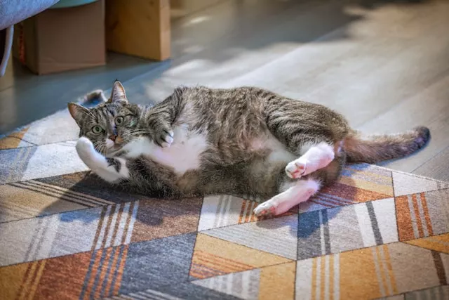 A cute tabby cat looking at the viewer, illustrating the question: Do Cats Worry About Their Owners?