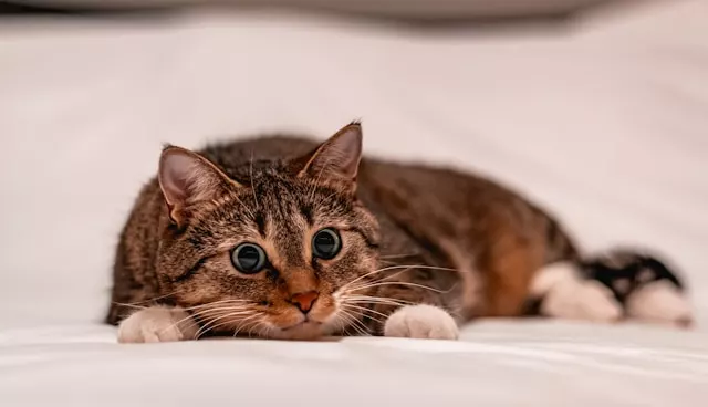 What do cats remember? A cat gazes thoughtfully, illustrating how cats remember people, places, and routines
