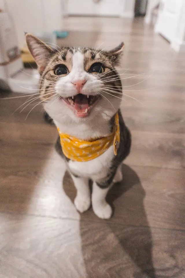 Do cats meow in different accents? A cat vocalizes, illustrating how cats meow differently around the world