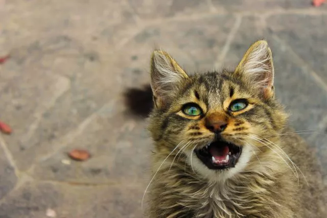 Why do cats meow at you? A cat looks directly at the viewer, illustrating how cats meow at you to communicate